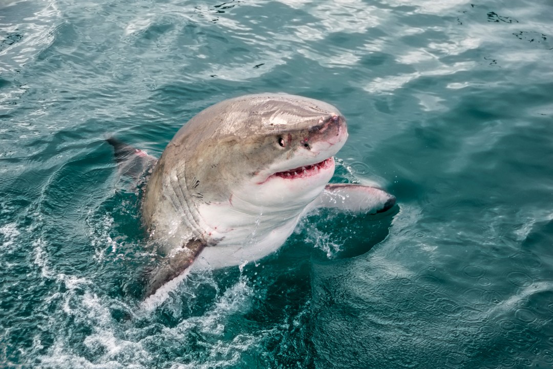 great white shark