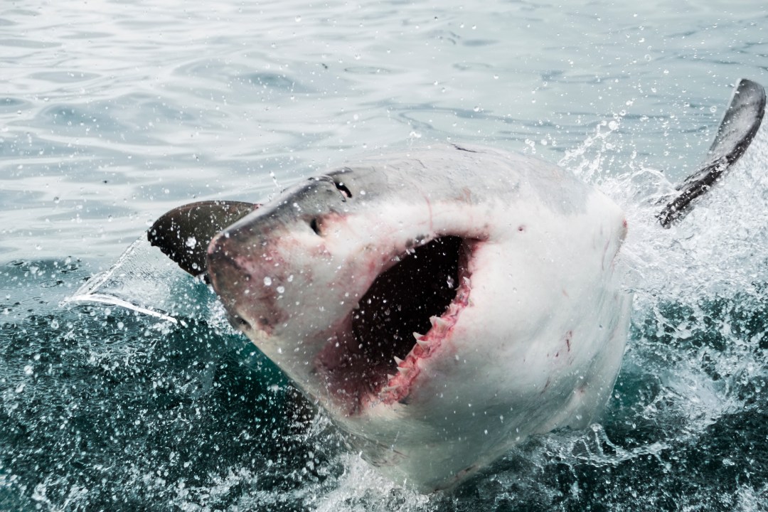 white shark