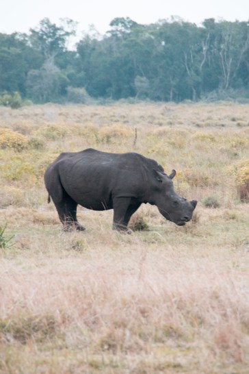 rinoceronte iSimangaliso